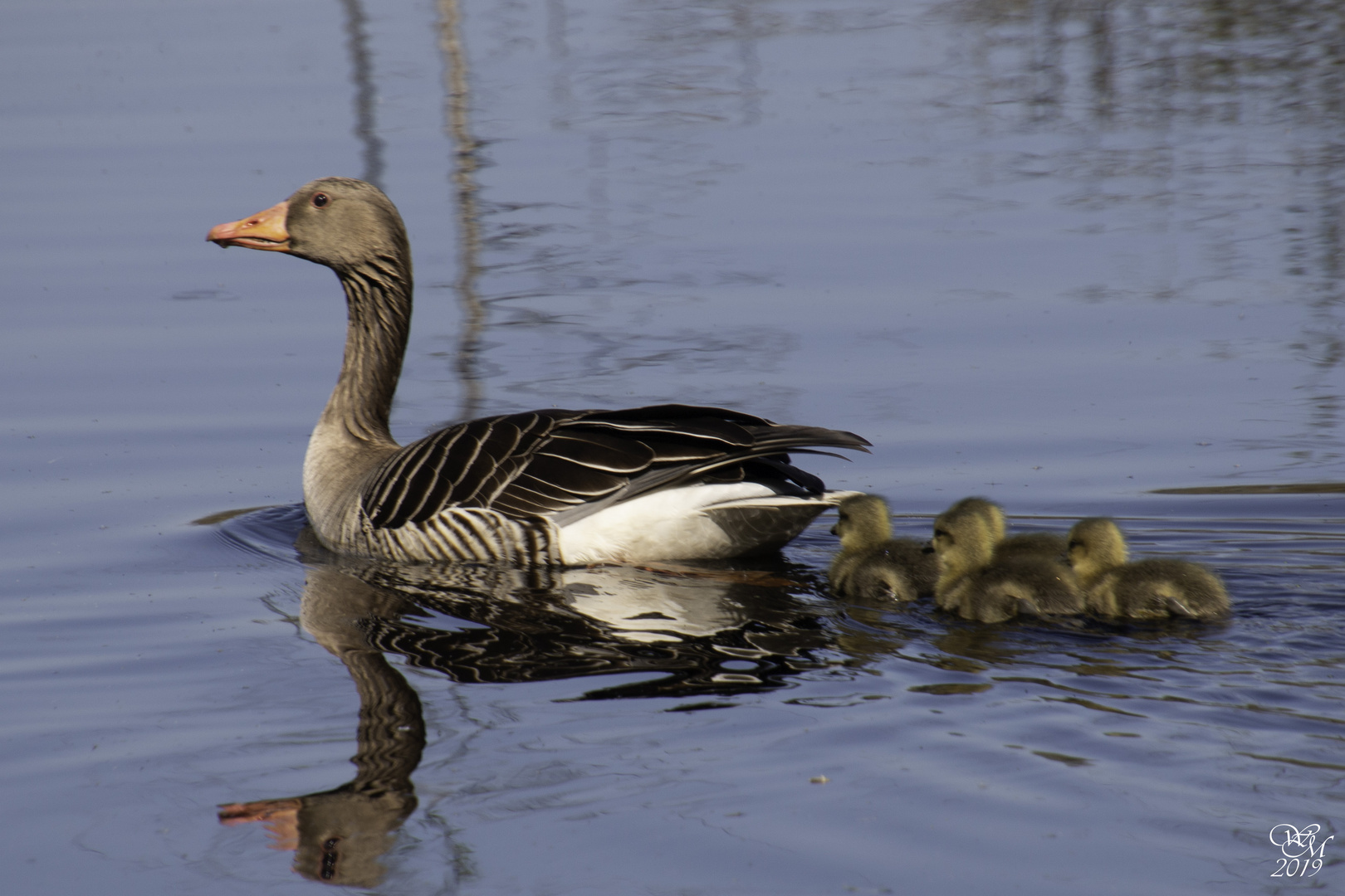 Graugansfamilie