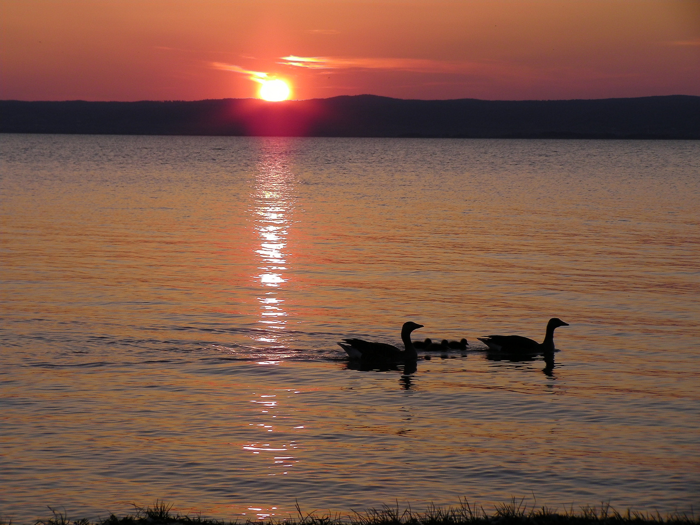 Graugansfamilie am Neusiedlersee