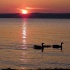 Graugansfamilie am Neusiedlersee