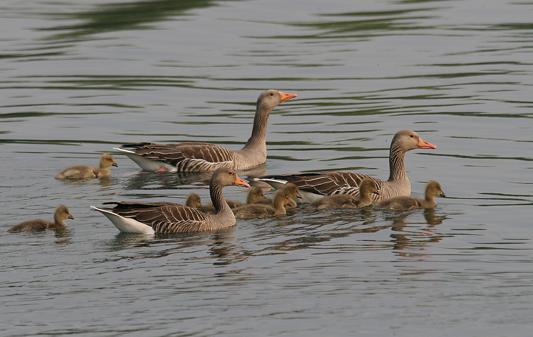 Graugansfamilie am Toeppersee in Rheinhausen