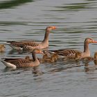 Graugansfamilie am Toeppersee in Rheinhausen