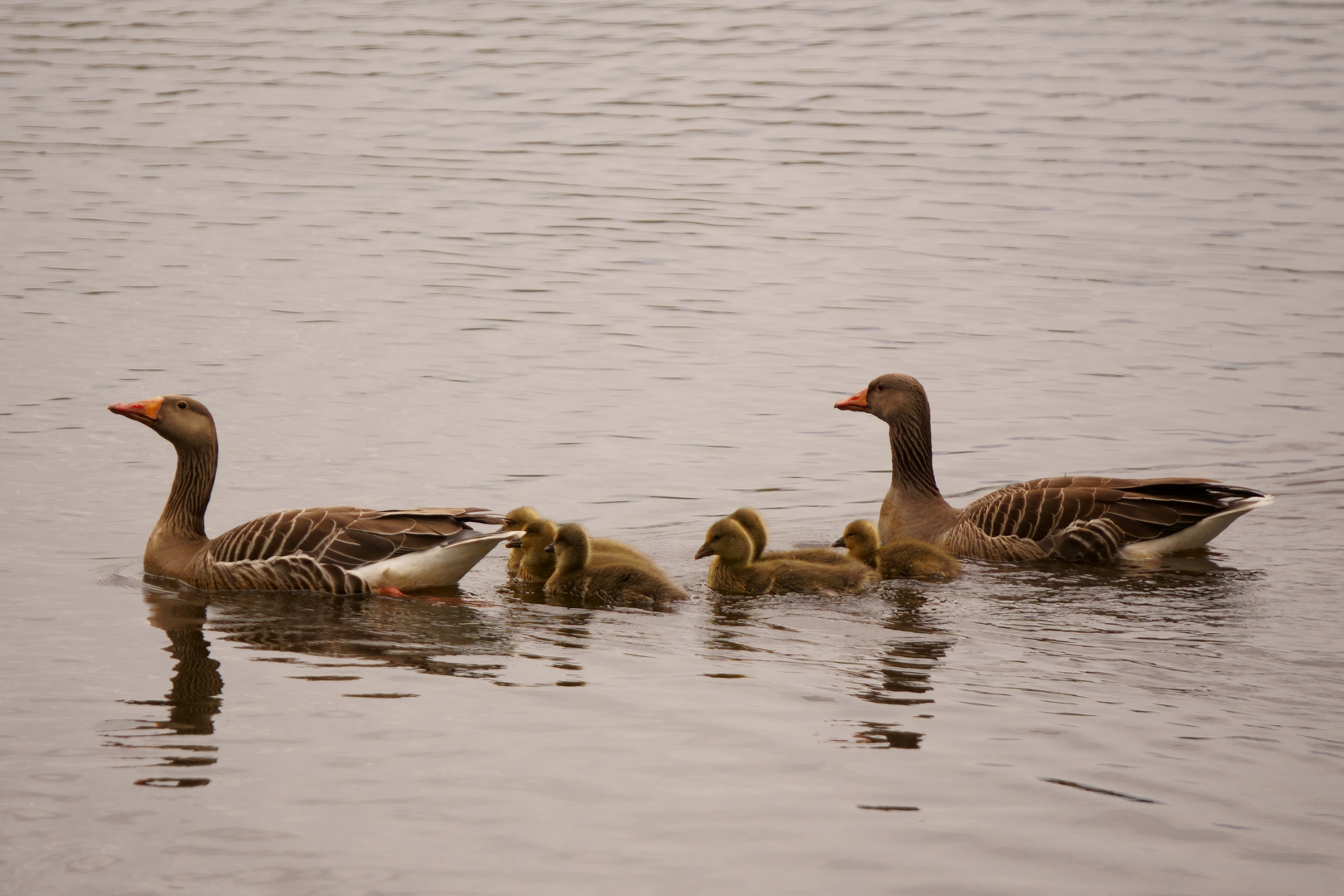 Graugansfamilie auf der Hunte