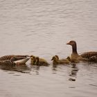 Graugansfamilie auf der Hunte