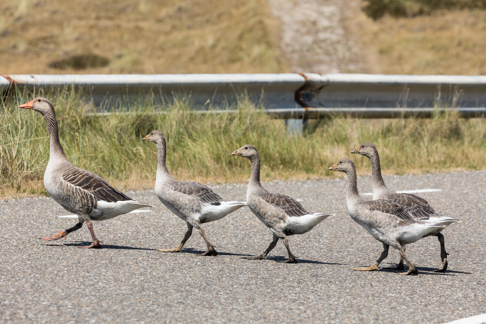 Graugansfamilie auf Texel