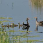 Graugansfamilie: Ausschwimmen am frühen Morgen 04