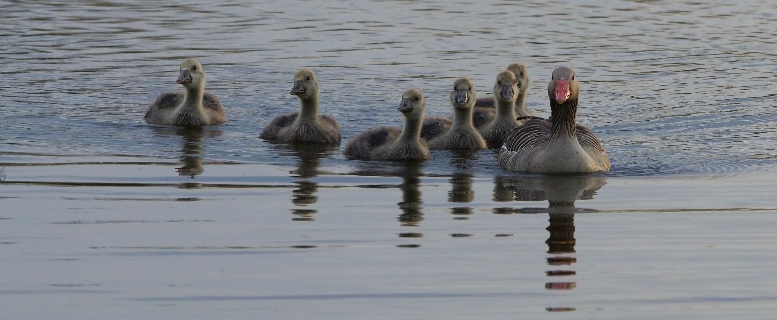 Graugansfamilie