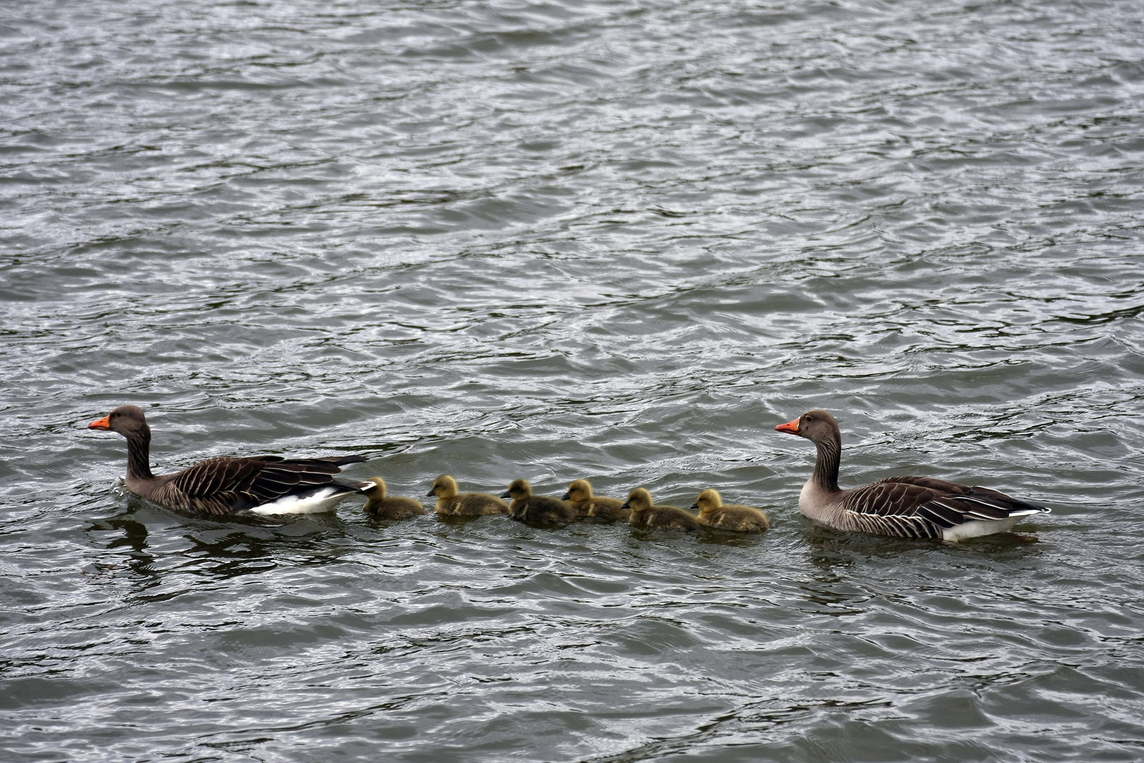 " Graugansfamilie "