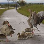 Graugansfamilie im Panoramaformat