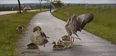 Graugansfamilie im Panoramaformat