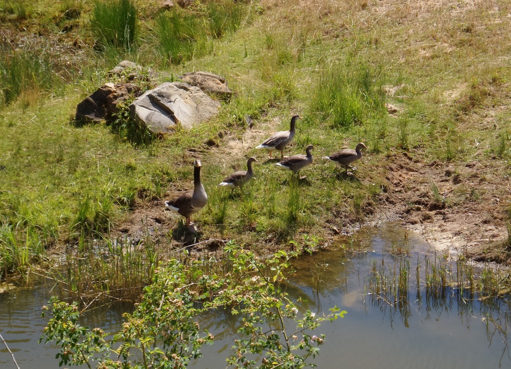 Graugansfamilie in der "Hölle"