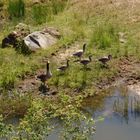 Graugansfamilie in der "Hölle"