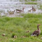 Graugansfamilien bei Fysingen Naturschutzgebiet