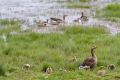 Graugansfamilien bei Fysingen Naturschutzgebiet