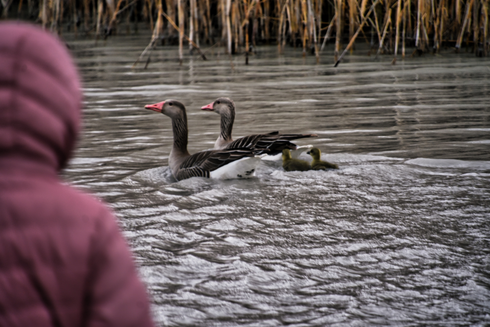 Graugansfamilile am Neusiedler See