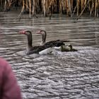 Graugansfamilile am Neusiedler See