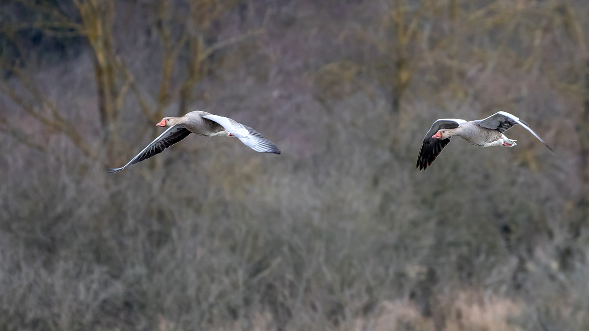 Graugansflug