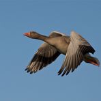 Graugansflug im späten Licht