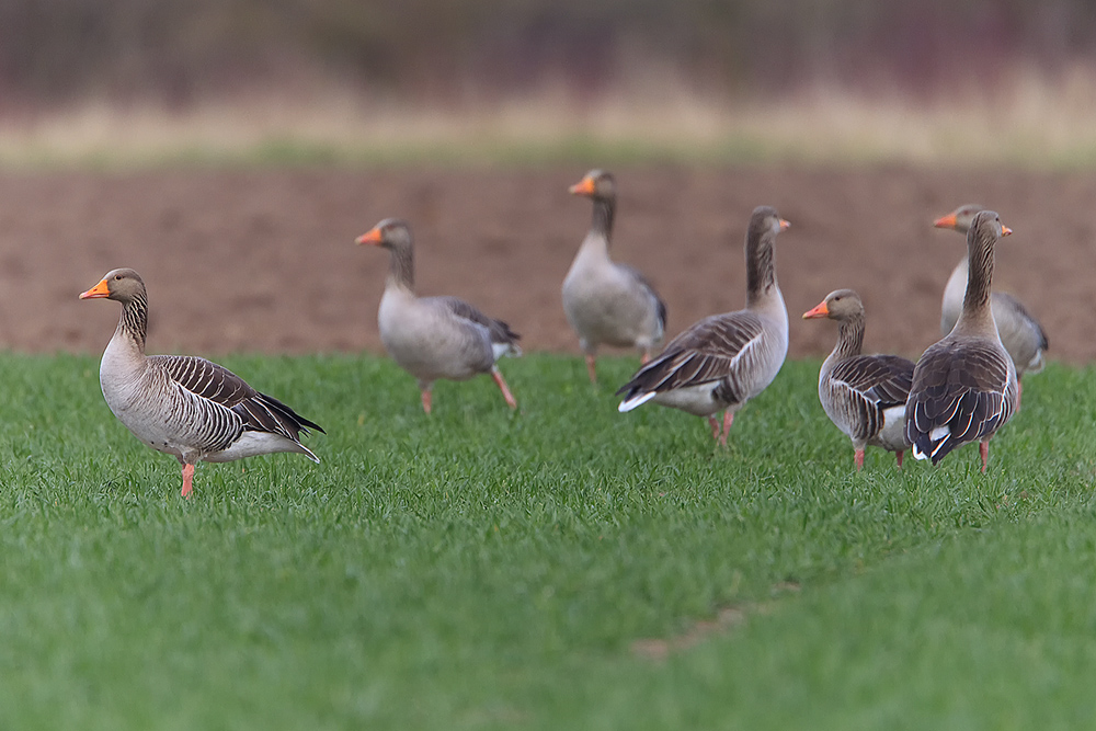 Graugansgruppe