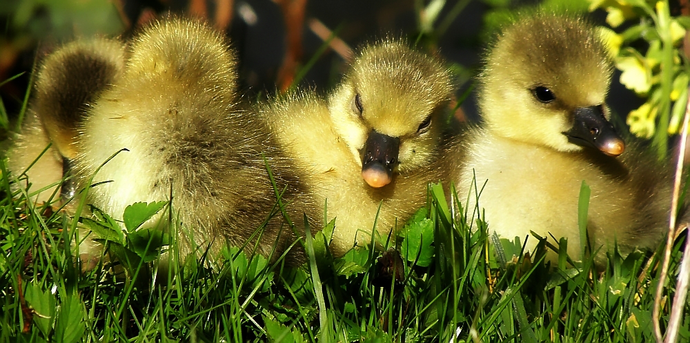 Grauganskükens Kuschelstunde!