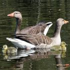  Graugansnachwuchs im Naturpark Schwalm - Nette ....