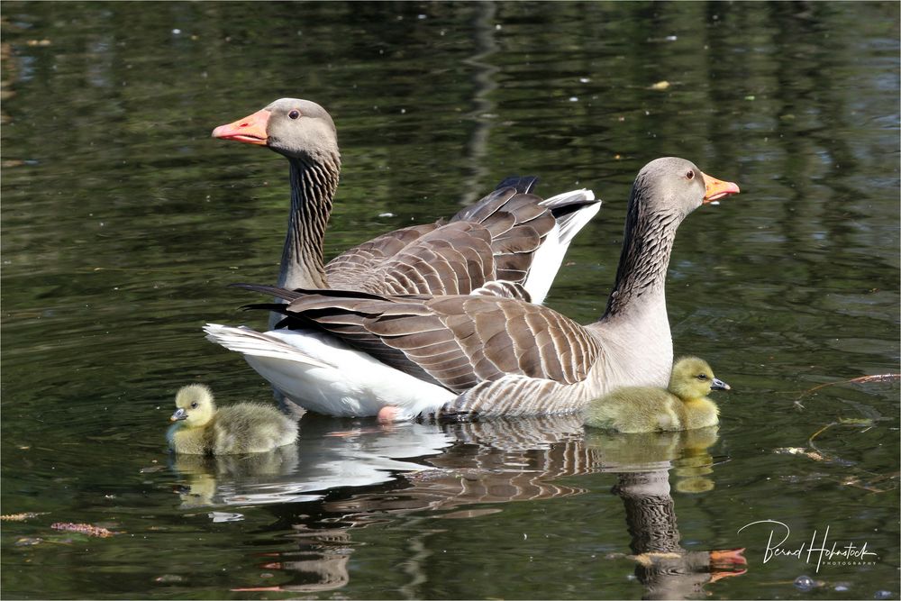  Graugansnachwuchs im Naturpark Schwalm - Nette ....