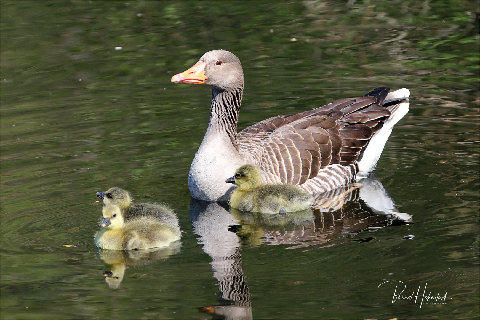 Graugansnachwuchs im Naturpark Schwalm - Nette ....