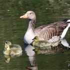 Graugansnachwuchs im Naturpark Schwalm - Nette ....