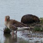 Graugans/Nutria