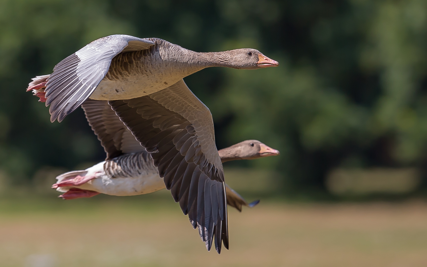 Grauganspaar im Flug