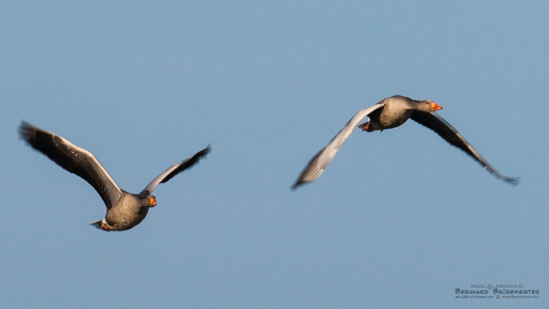 Grauganspaar im Flug