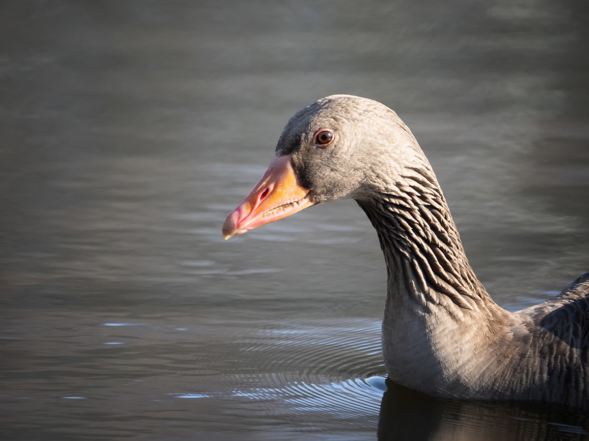 Graugansportrait