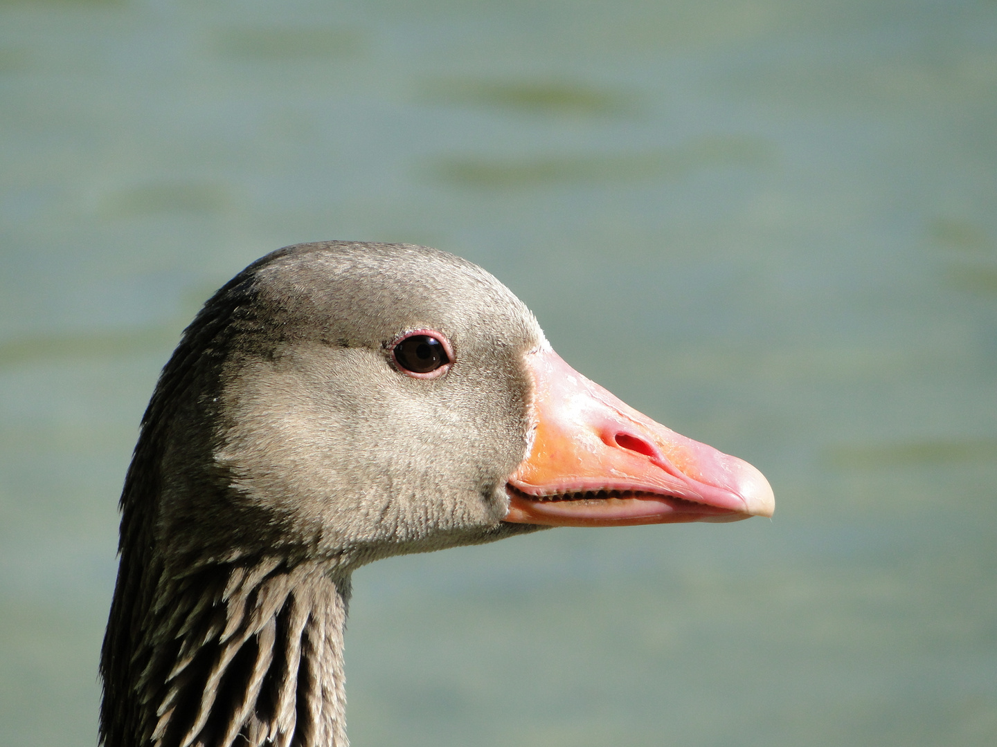 Graugansportrait