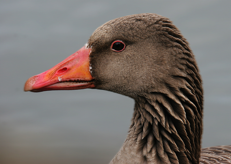 Graugansportrait