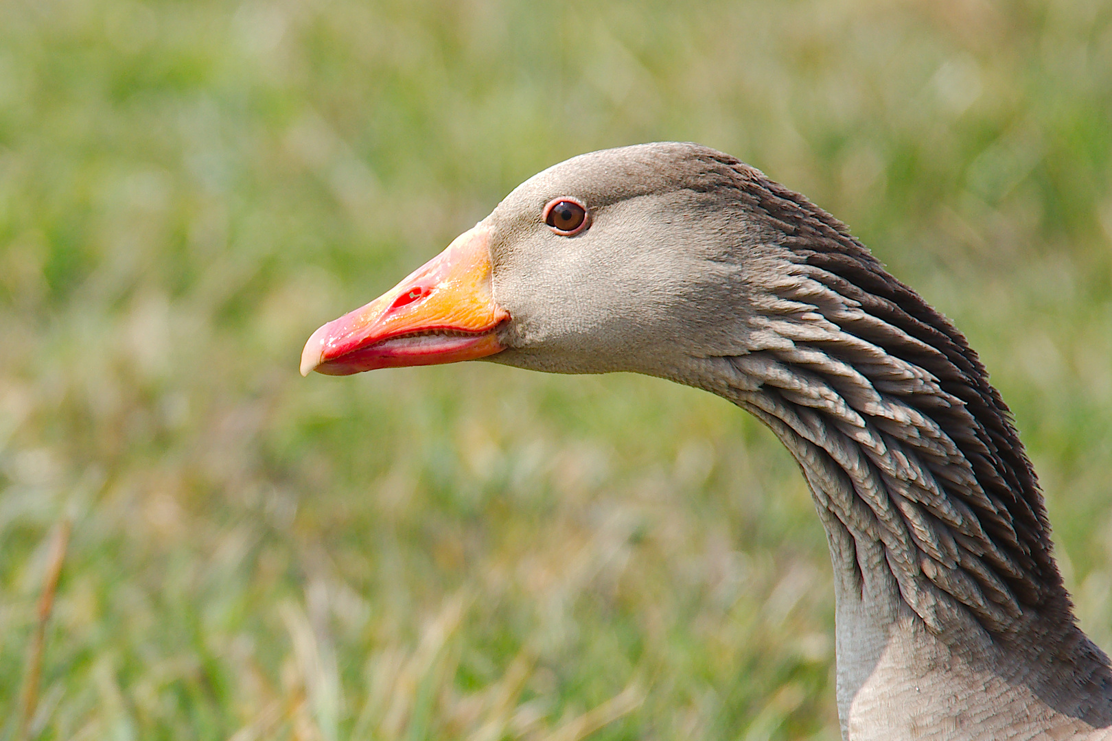 Graugansportrait  