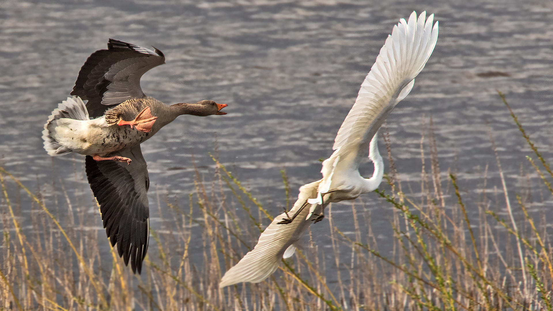 Graugans,Siberreiher 001