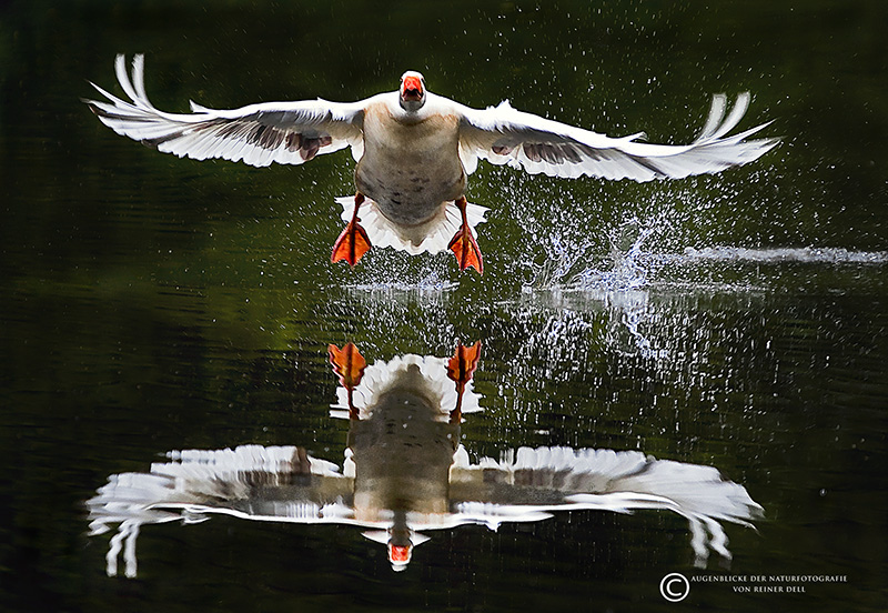 Grauganz bei uns am Weiher