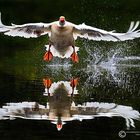 Grauganz bei uns am Weiher