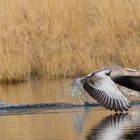 Grauganz beim abflug