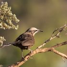 Graugekrönter Babbler (Pomatostomus temporalis)  