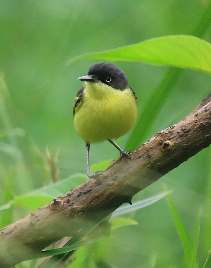 Graugelb-Todityrann (Todirostrum cinereum) La Gamba