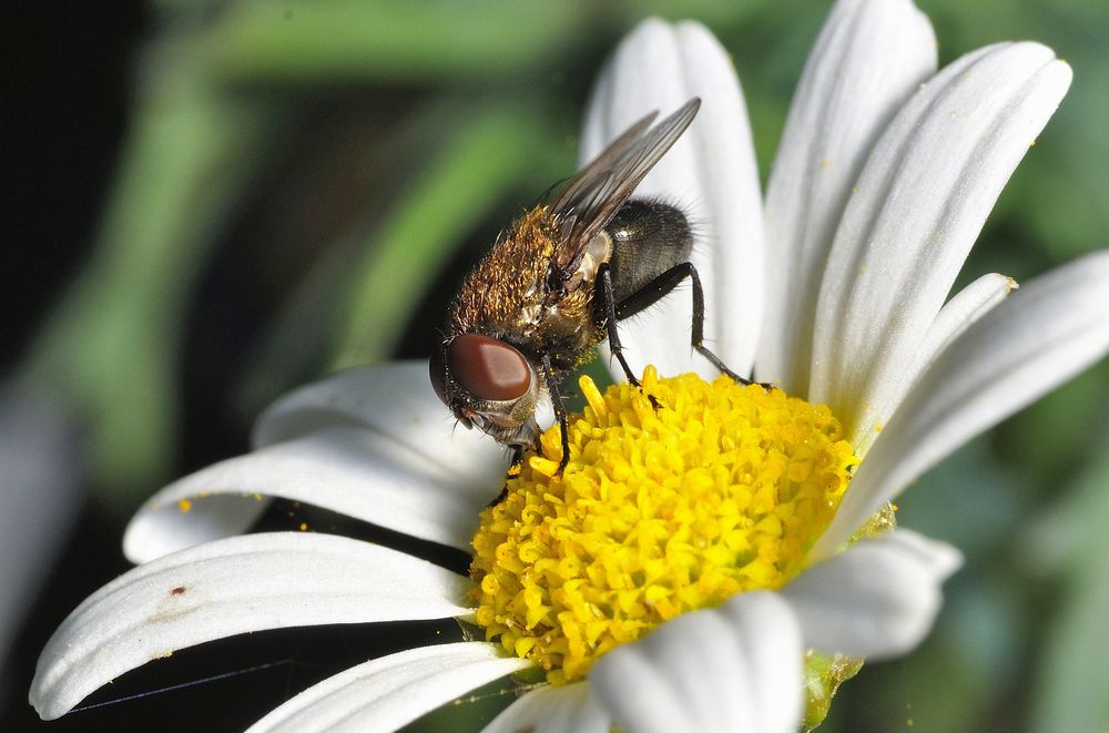 Graugelbe Polsterfliege