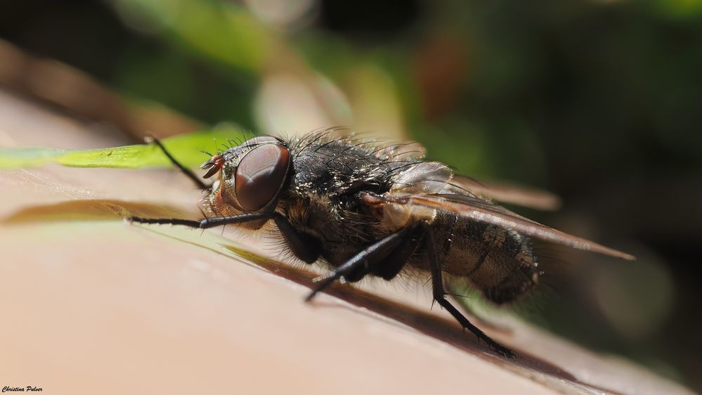 Graugelbe Polsterfliege