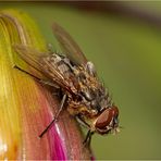 Graugelbe Polsterfliege (Pollenia rudis), Männchen