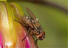 Graugelbe Polsterfliege (Pollenia rudis), Männchen