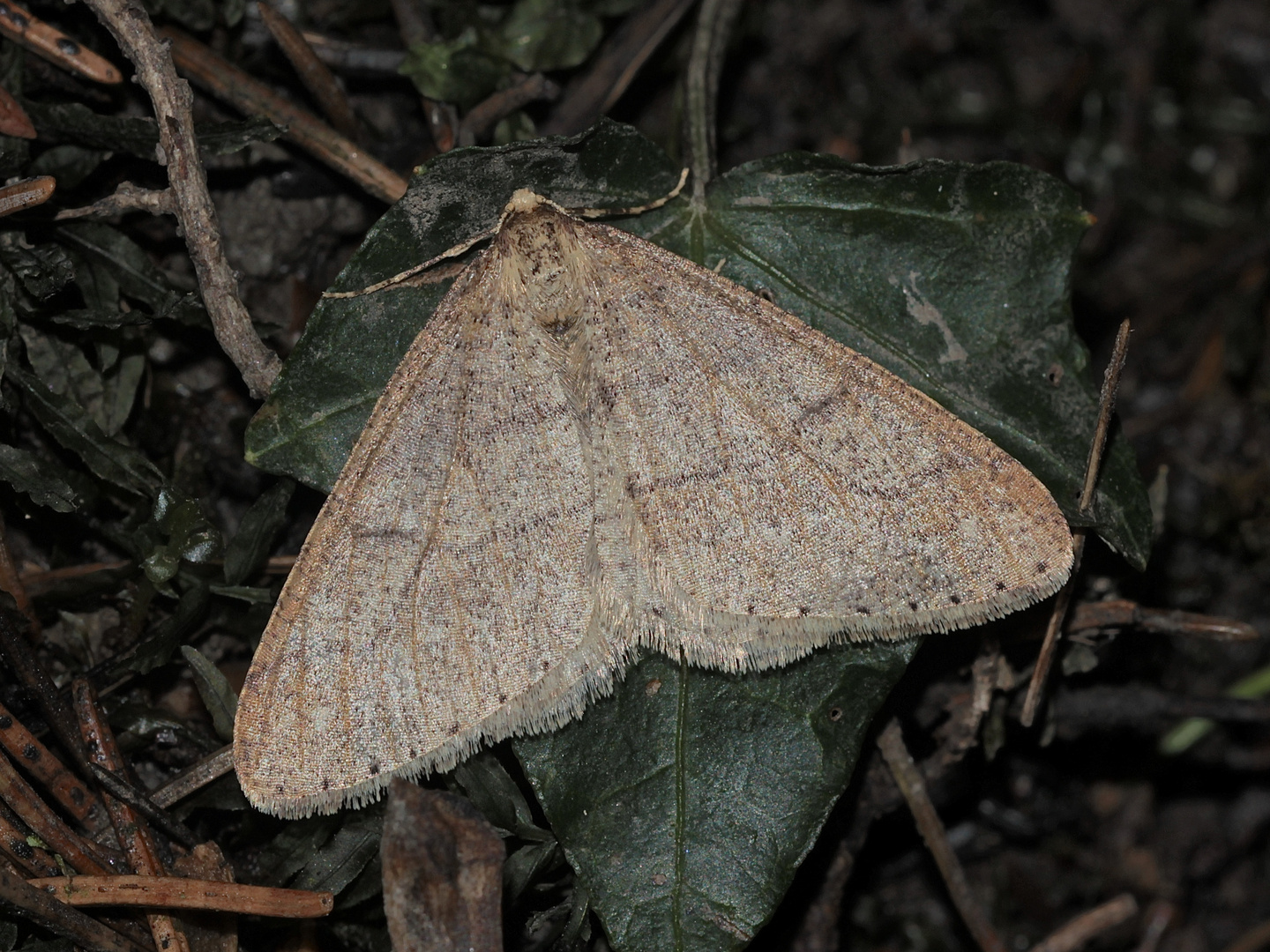 GRAUGELBER BREITFLÜGELSPANNER (Agriopis marginaria) - ...