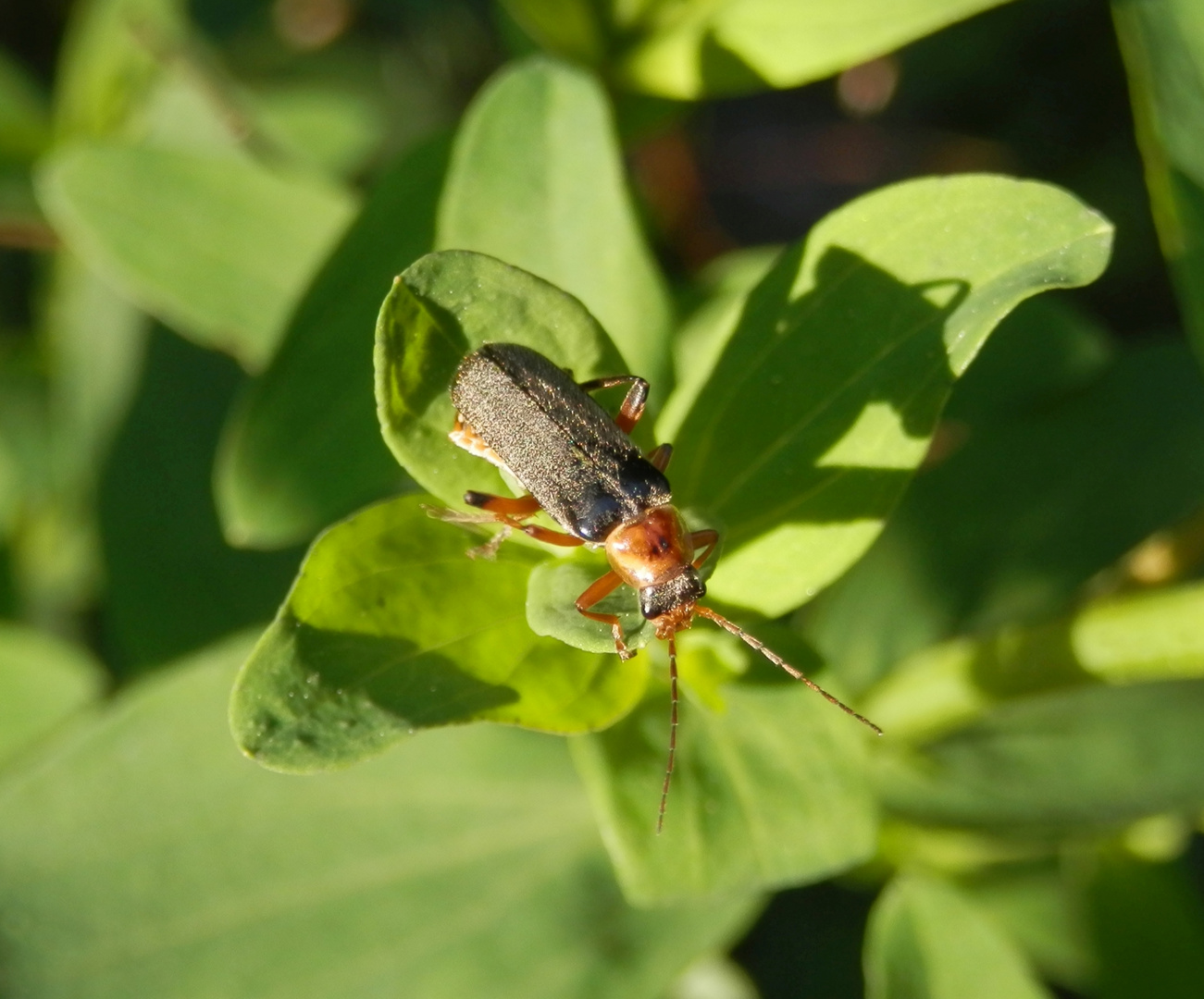 Graugelber Weichkäfer (Cantharis nigricans)