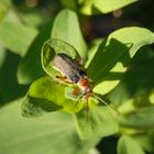 Graugelber Weichkäfer (Cantharis nigricans)