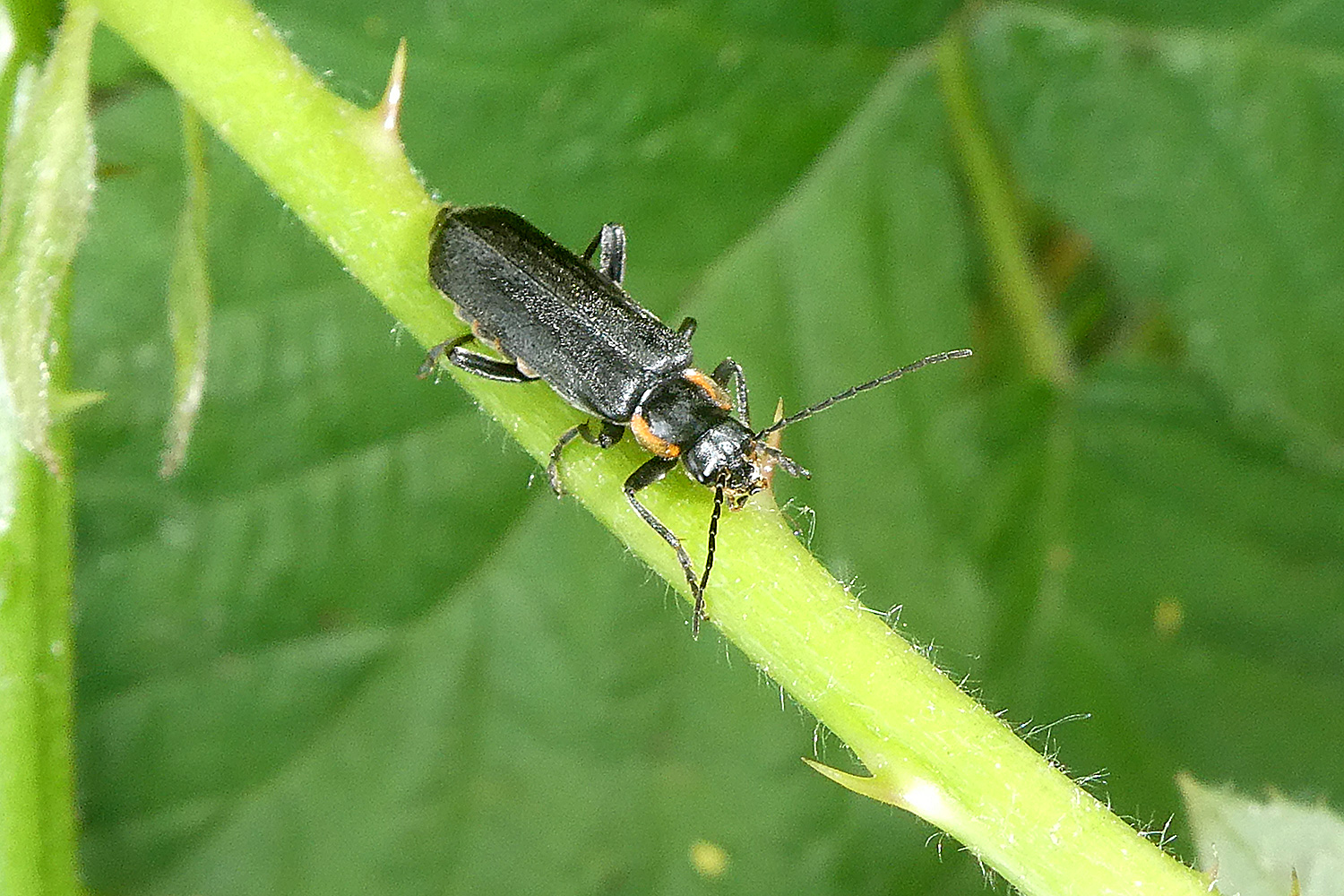 Graugelber Weichkäfer