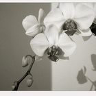 Graugetönte Orchidee ...
