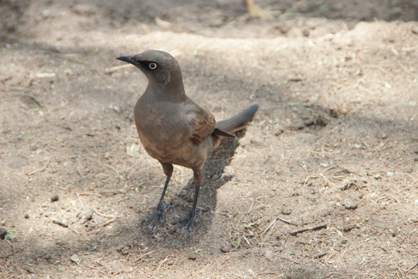 Grauglanzstar  -  Ashy Starling